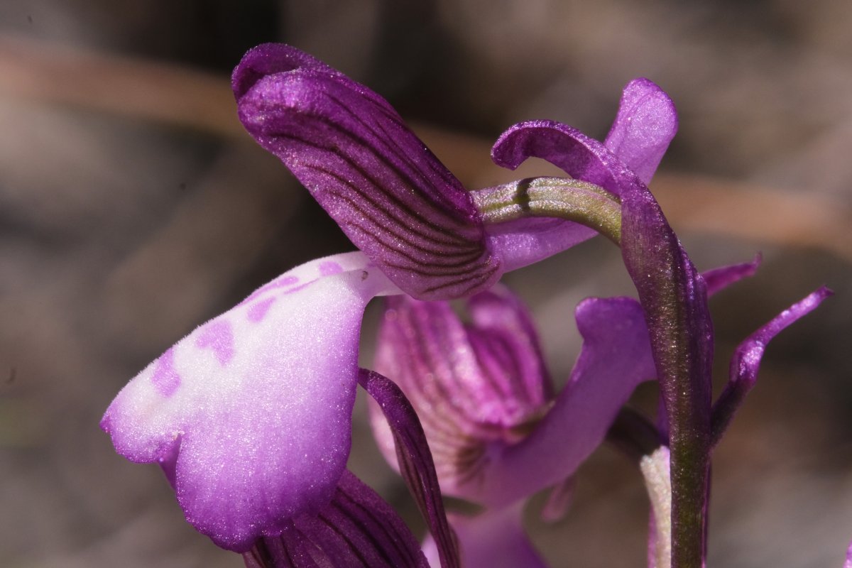 Ultime orchidee per quest''anno - Dalla Grecia con passione